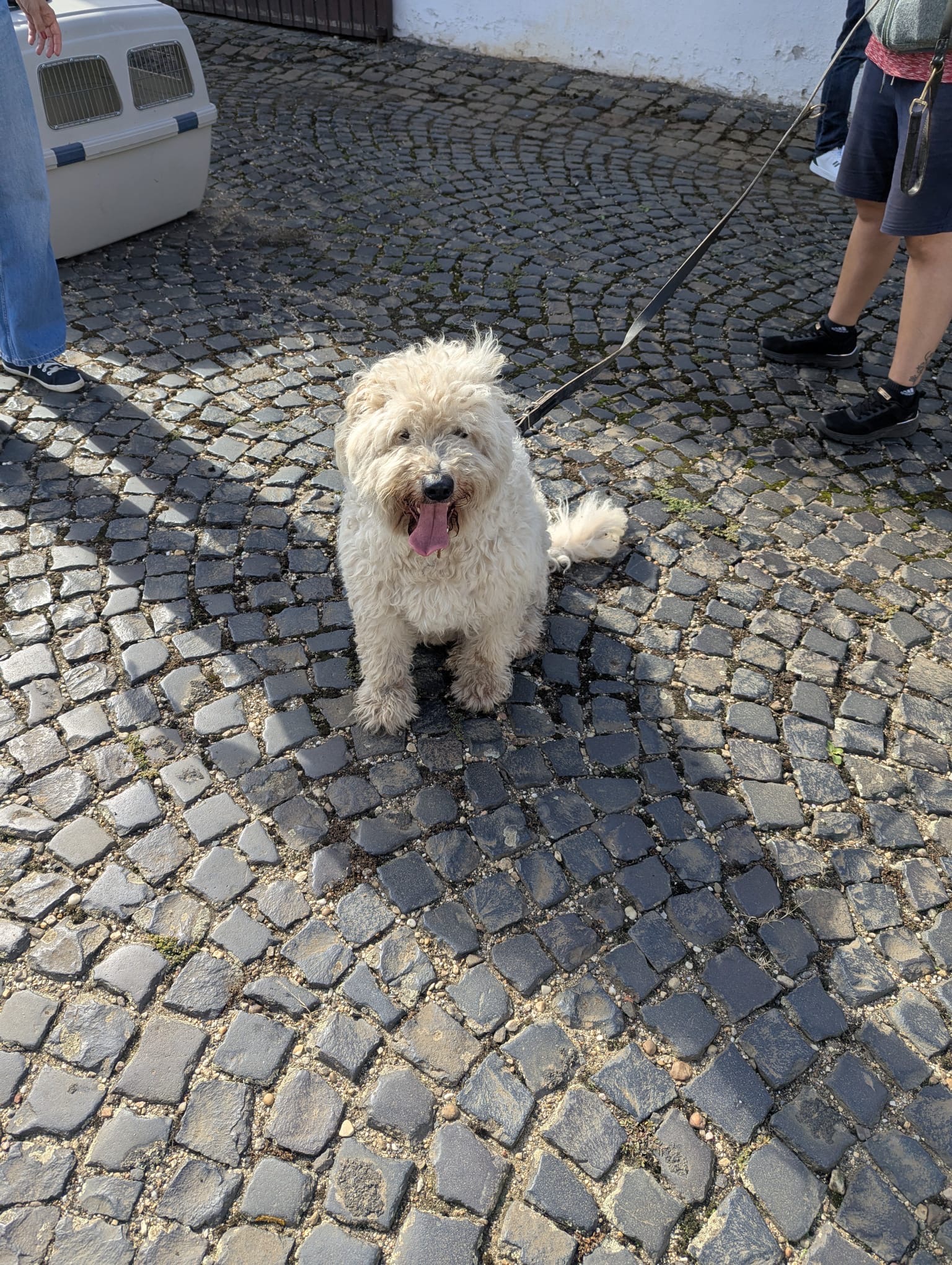 001Hund