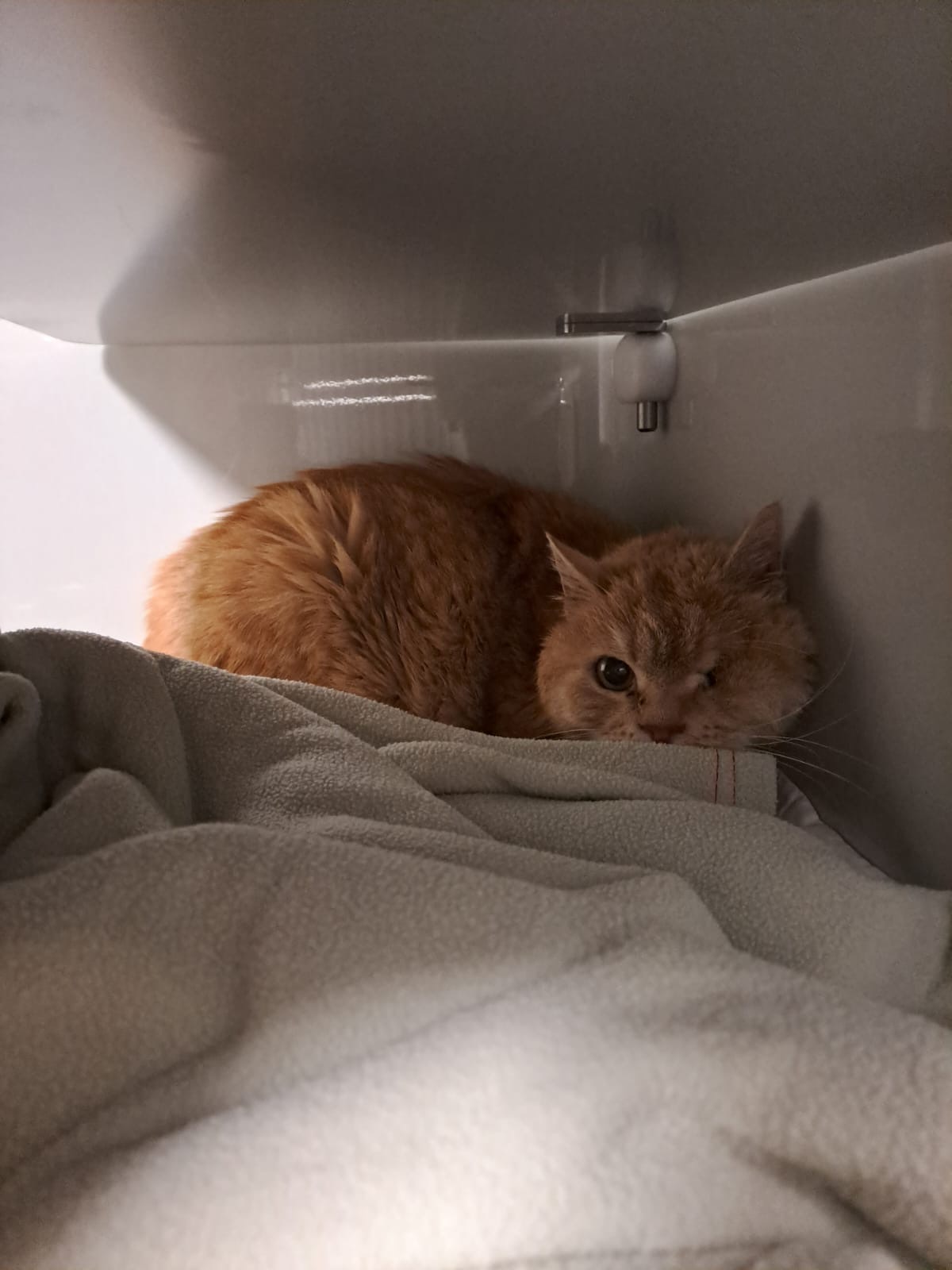 001Katze.Auge.fehlt