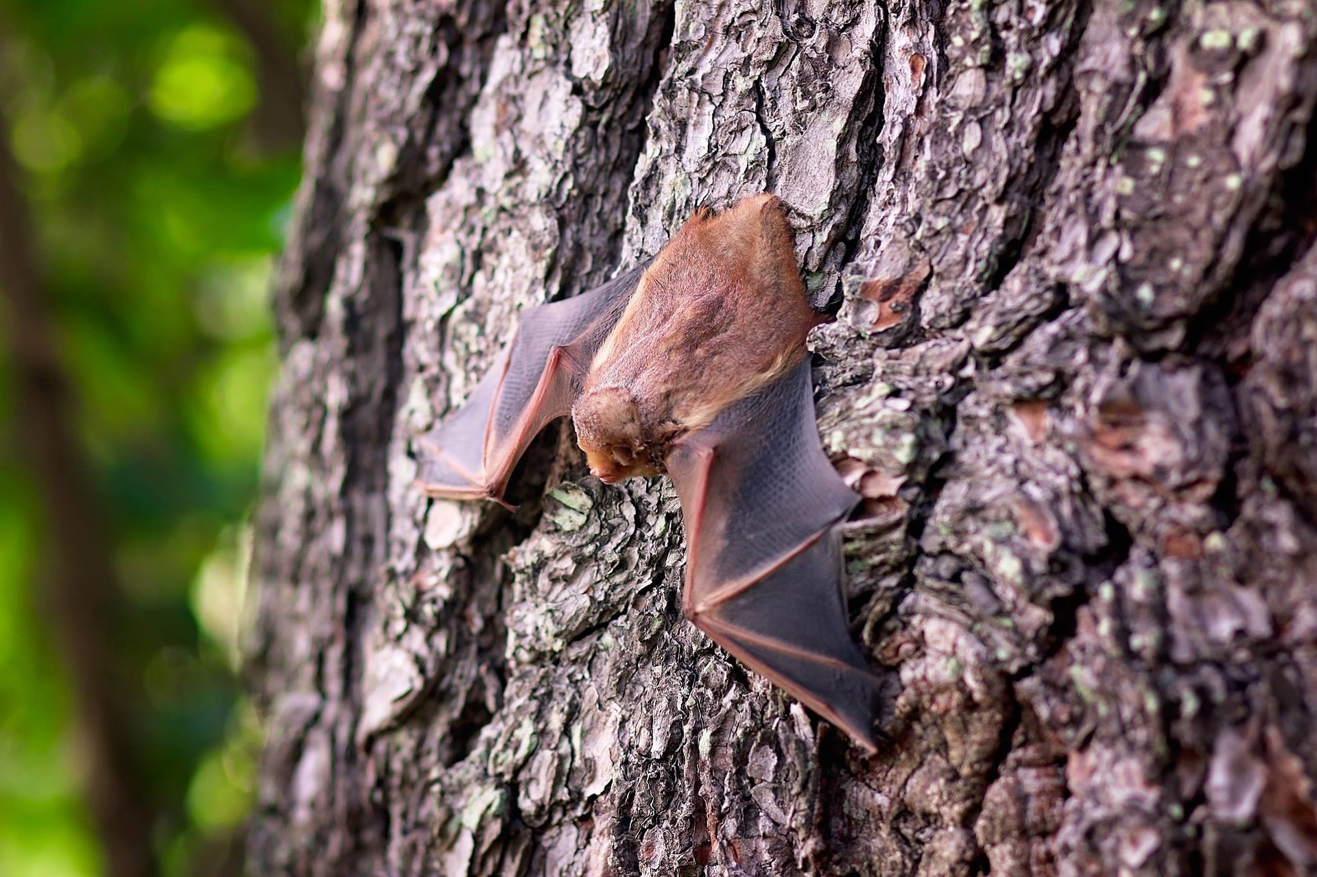 Fledermaus am baum