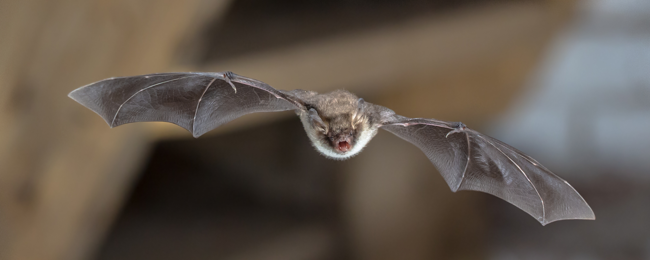 Fledermaus im Flug