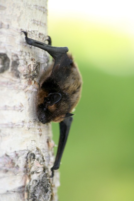 Fledermaus am Baum