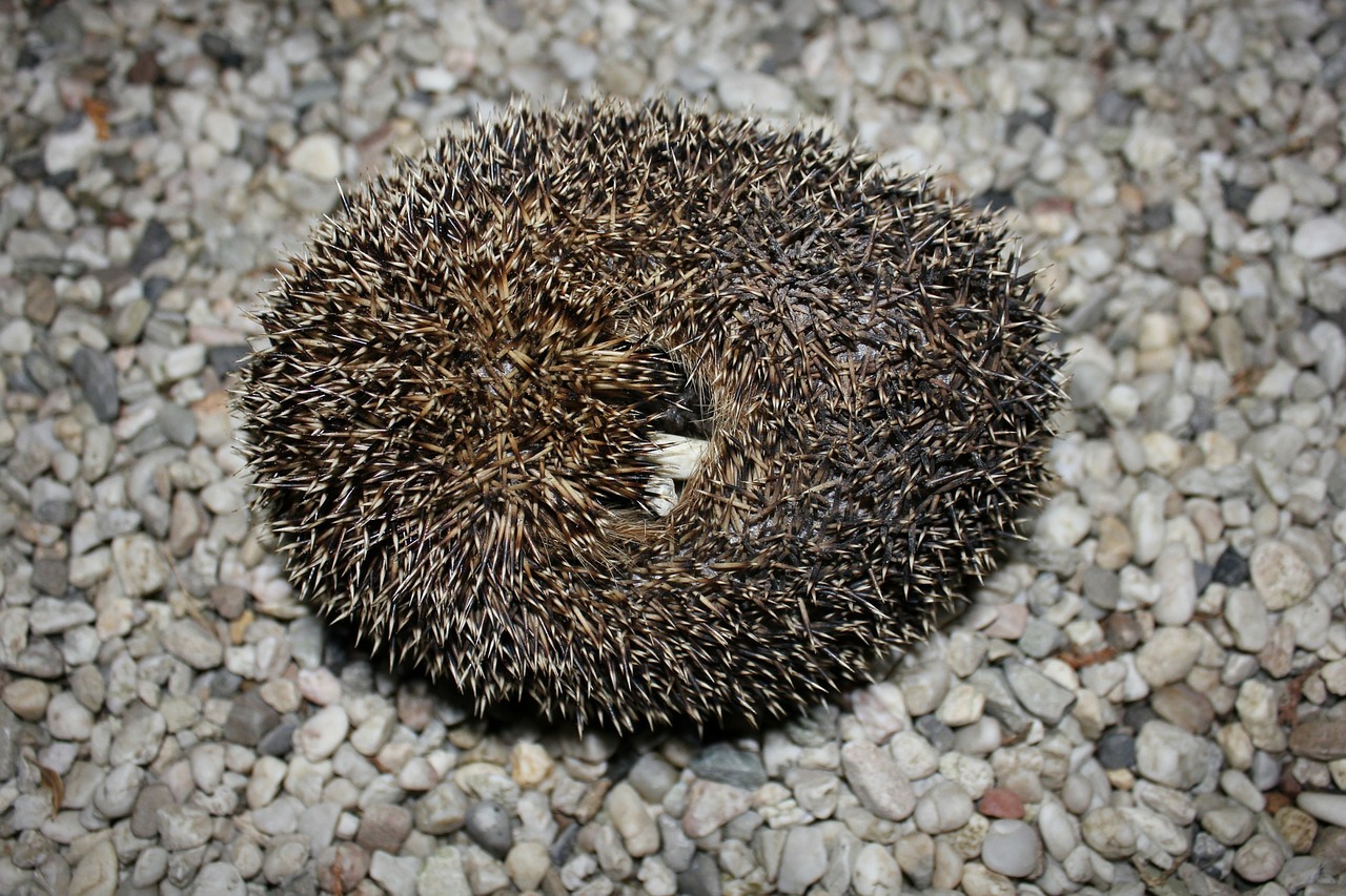 Zusammengerollter Igel