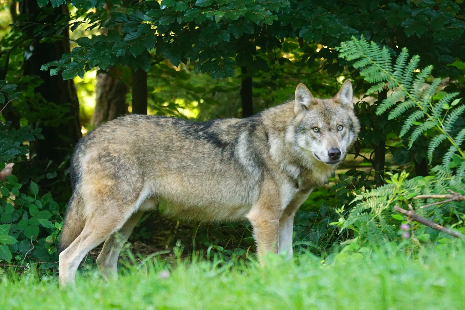 Wolf im Wald
