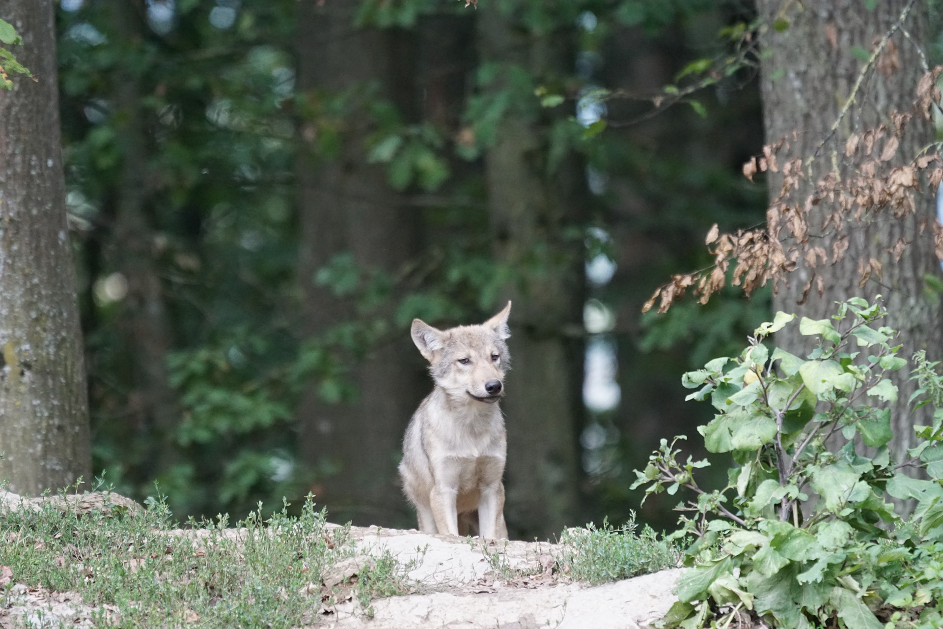 Wolfswelpe