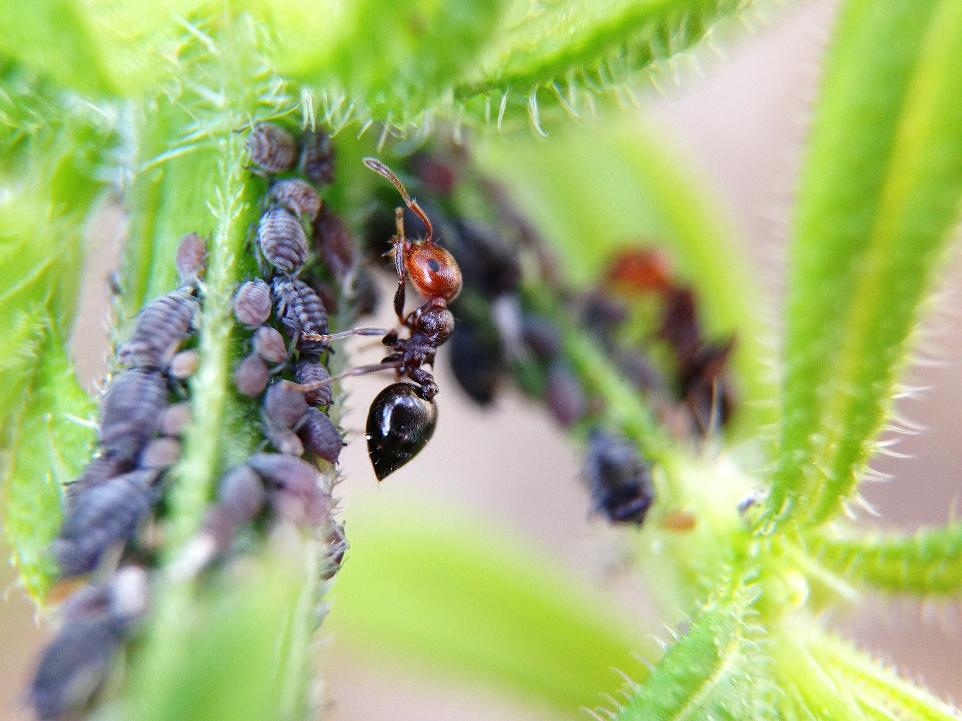 Ameisen melken Läuse