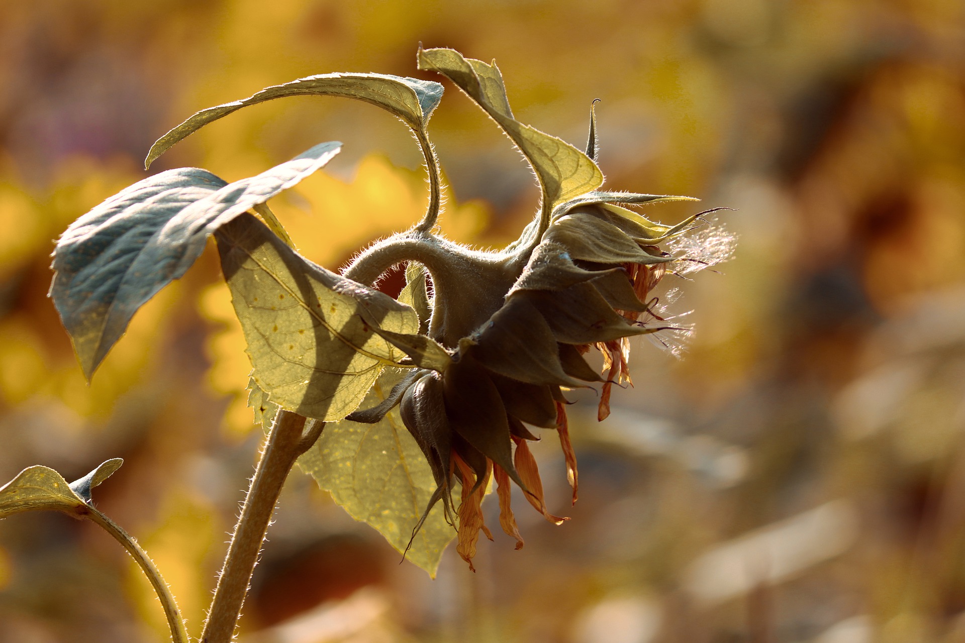 Verblühte Sonnenblume: ein Leckerbissen Verblühte Sonnenblume: ein Leckerbissen