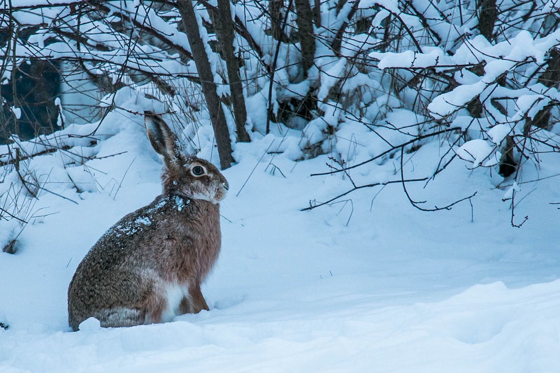 Hase im Schnee