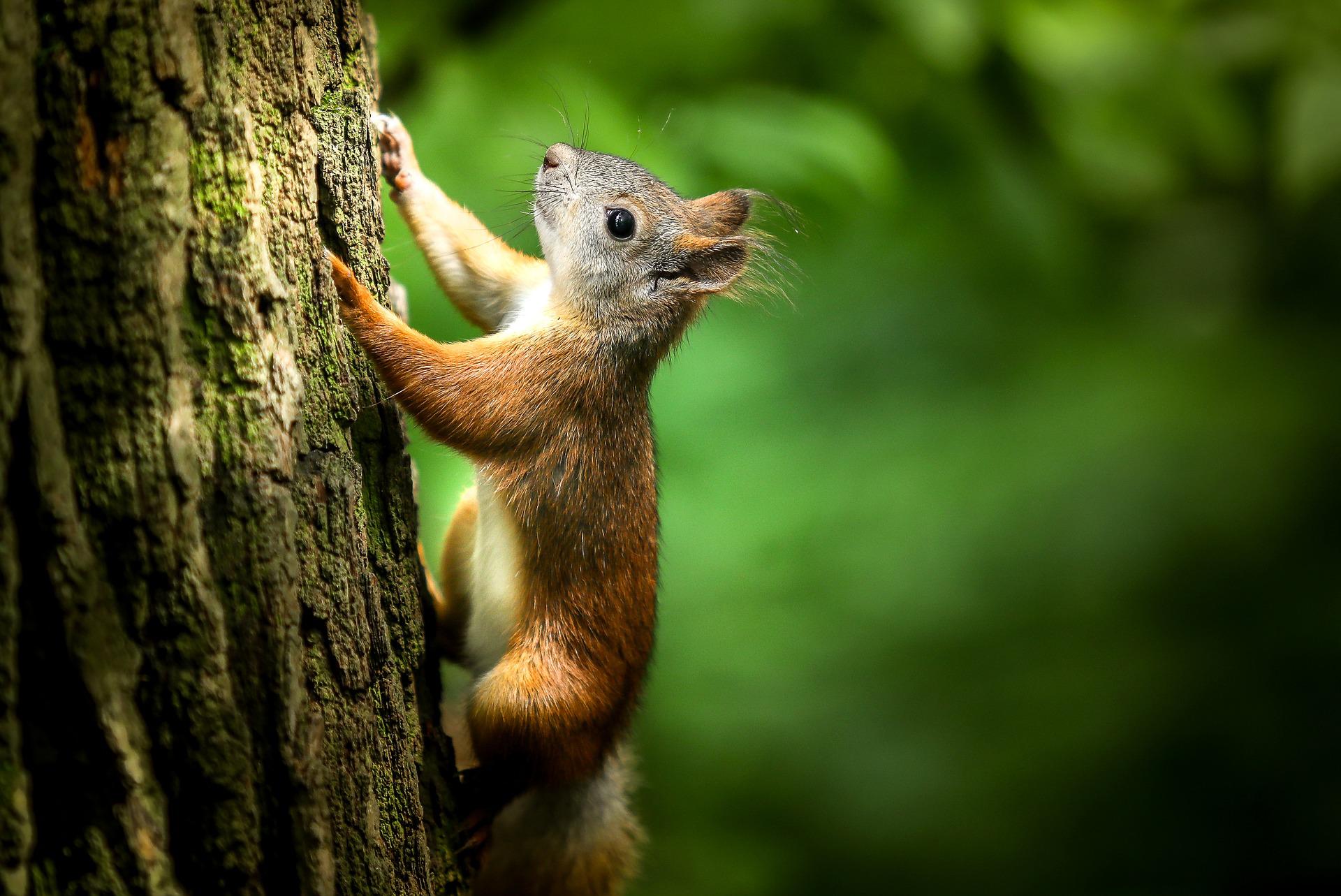 Eichhörnchen an Baumstamm