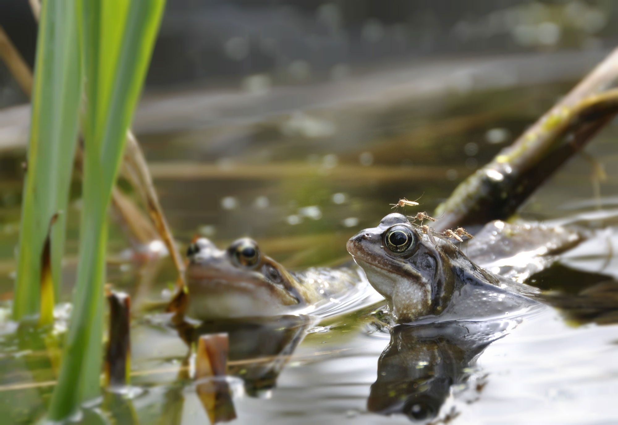 Frosch mit Mücken auf dem Kopf