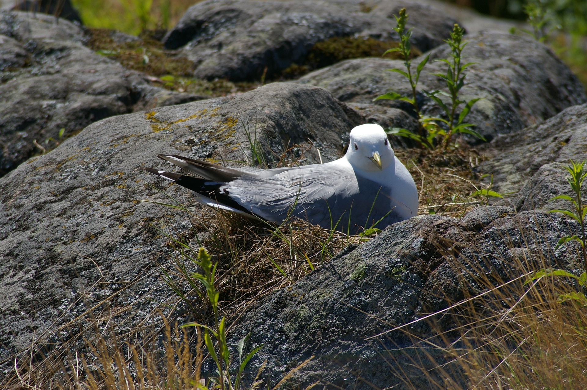 Sturmmöwe im Nest 