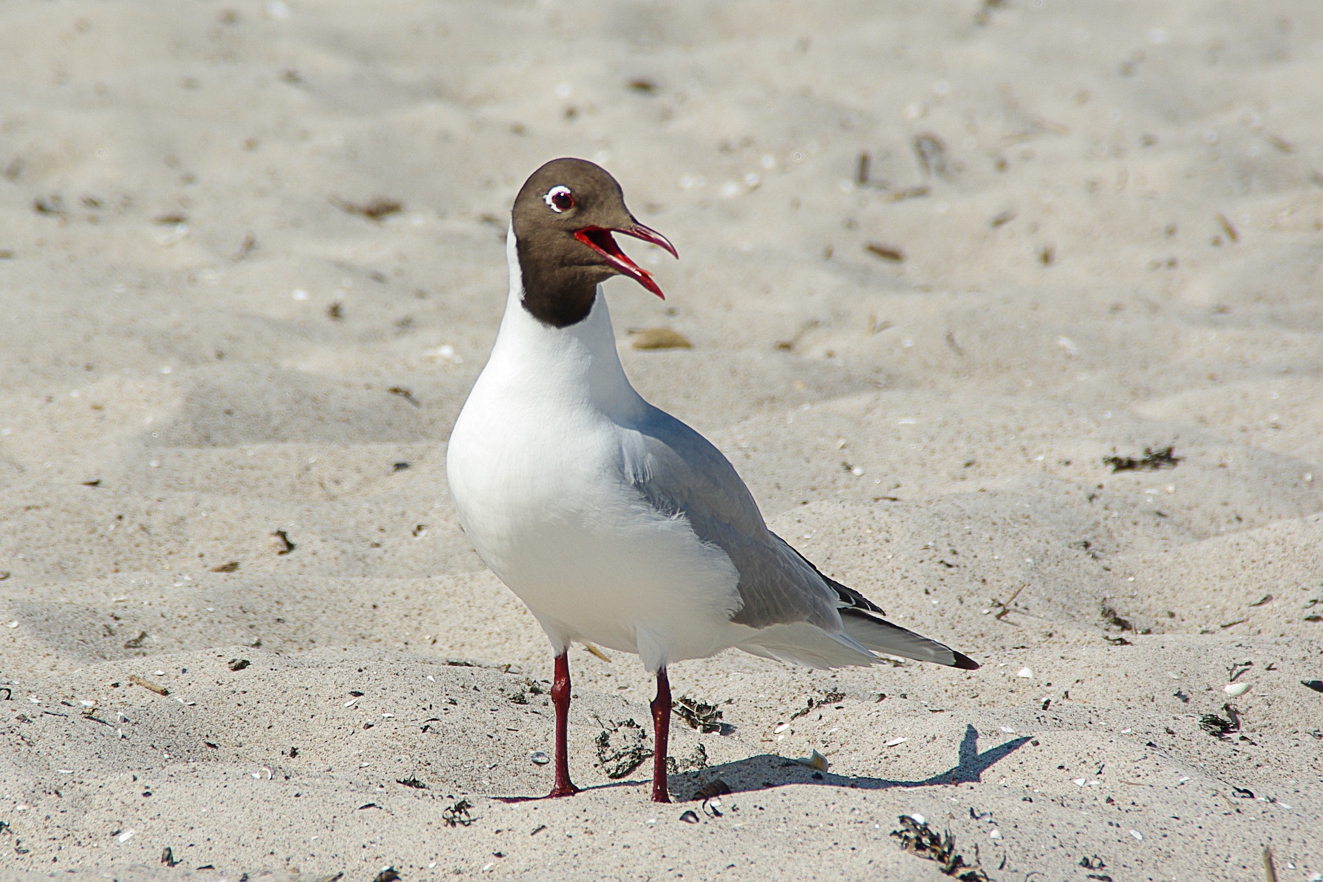 Lachmöwe am Strand 