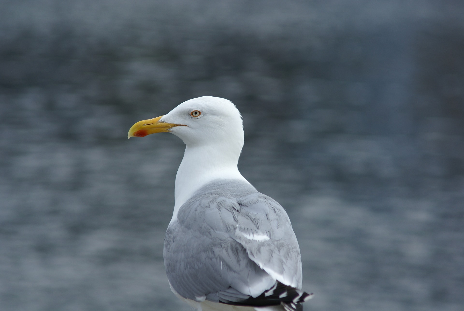 Silbermöwe