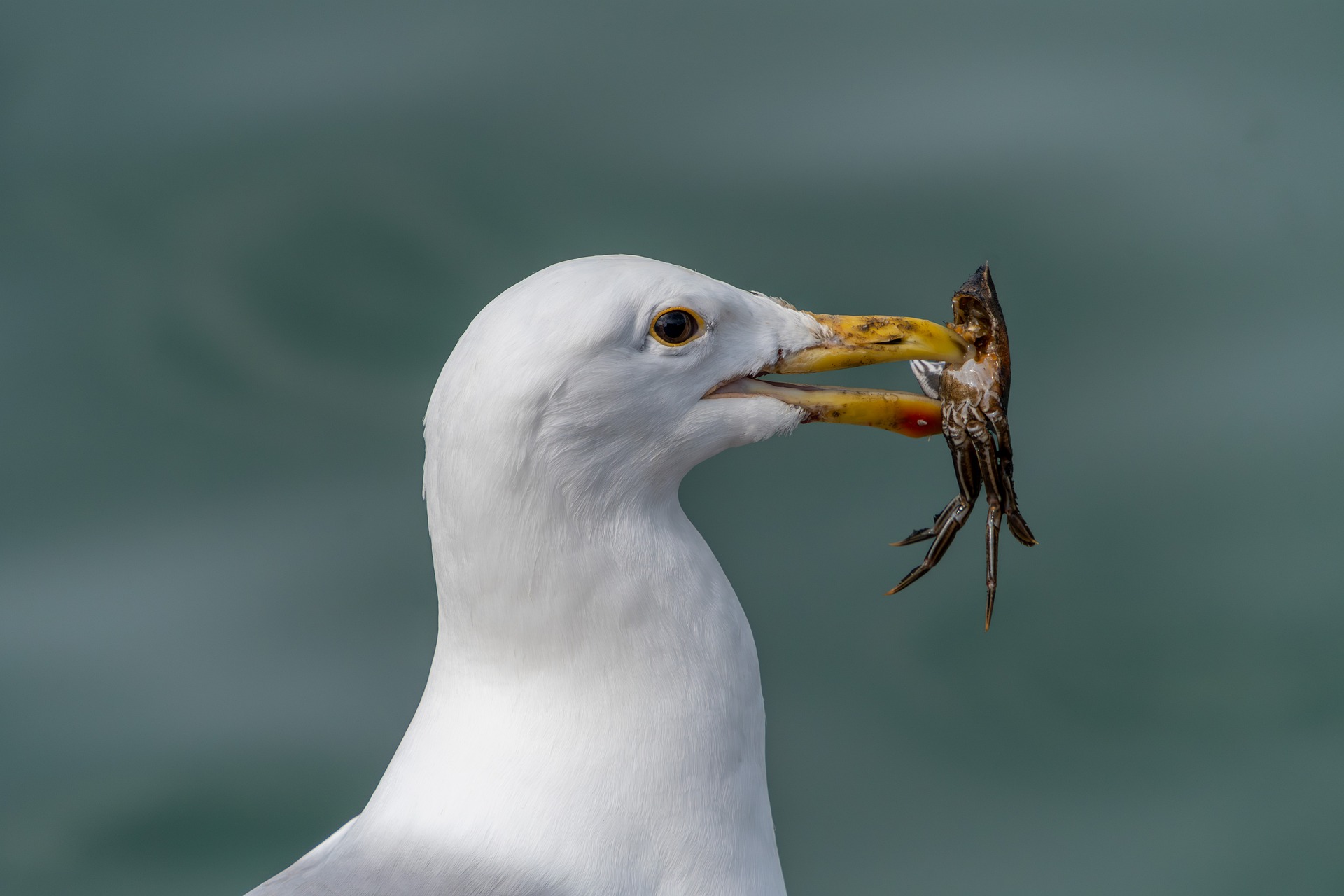 Möwe frisst Krebst 