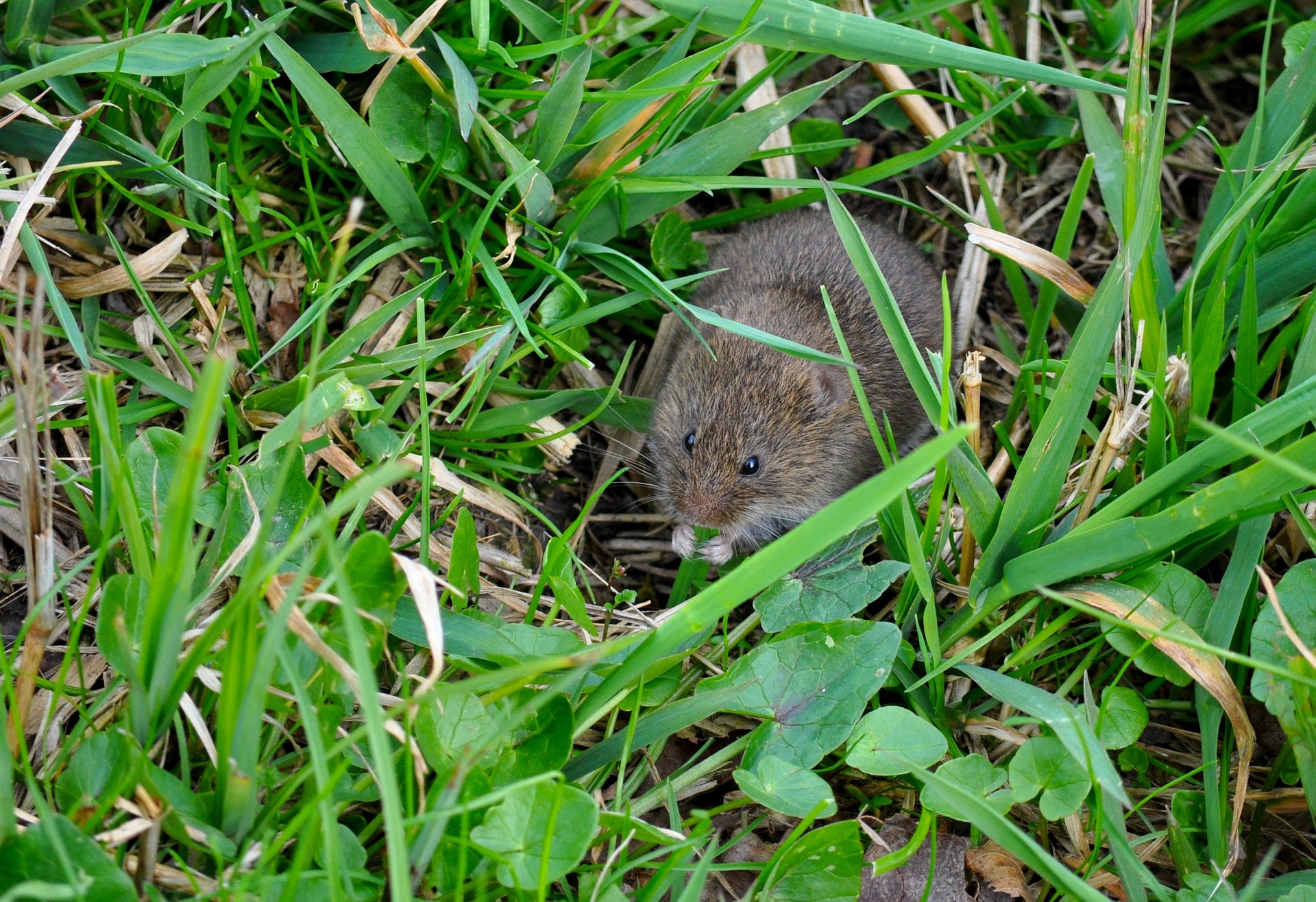 Feldmaus 
