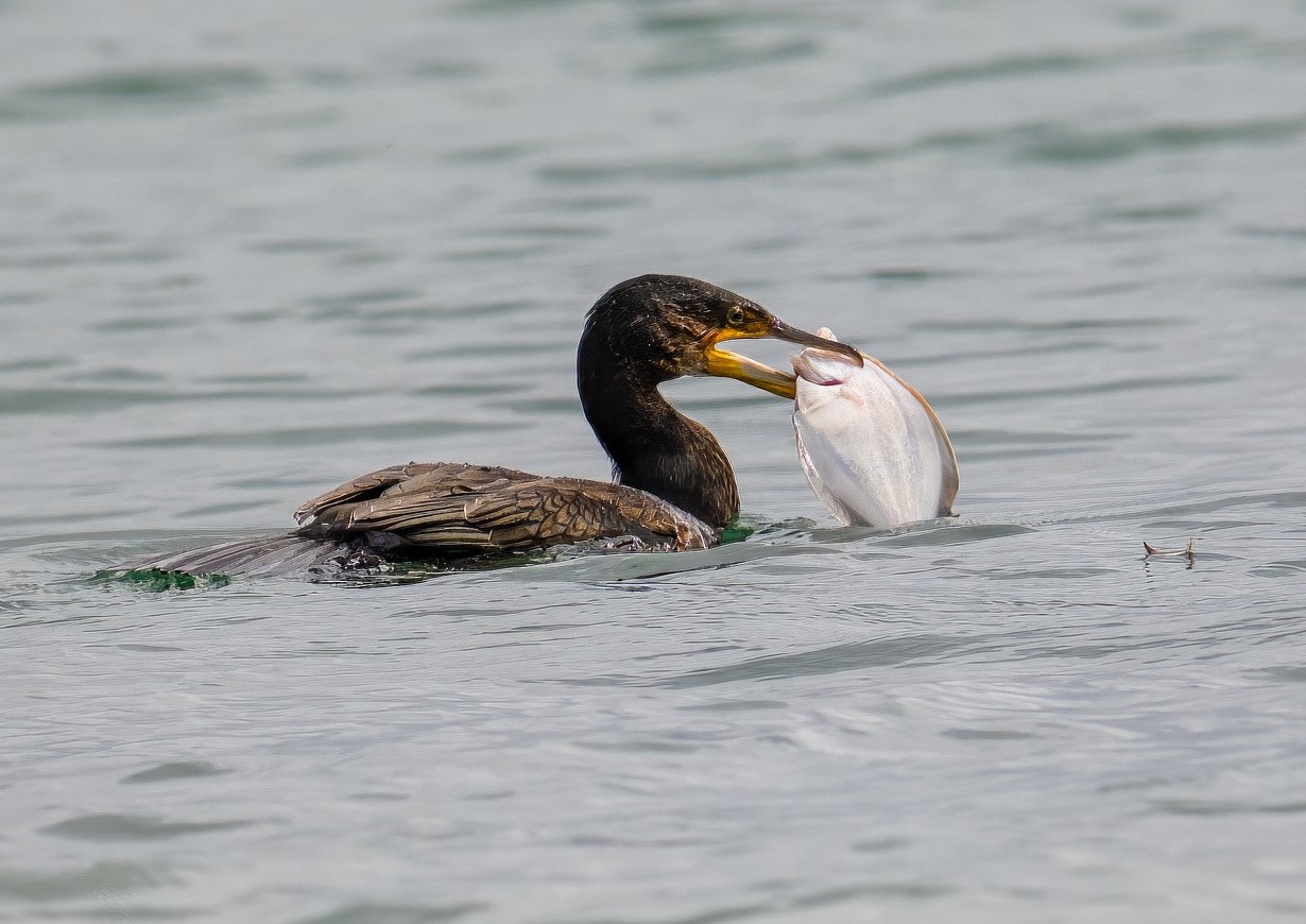 Kormoran mit Fisch 