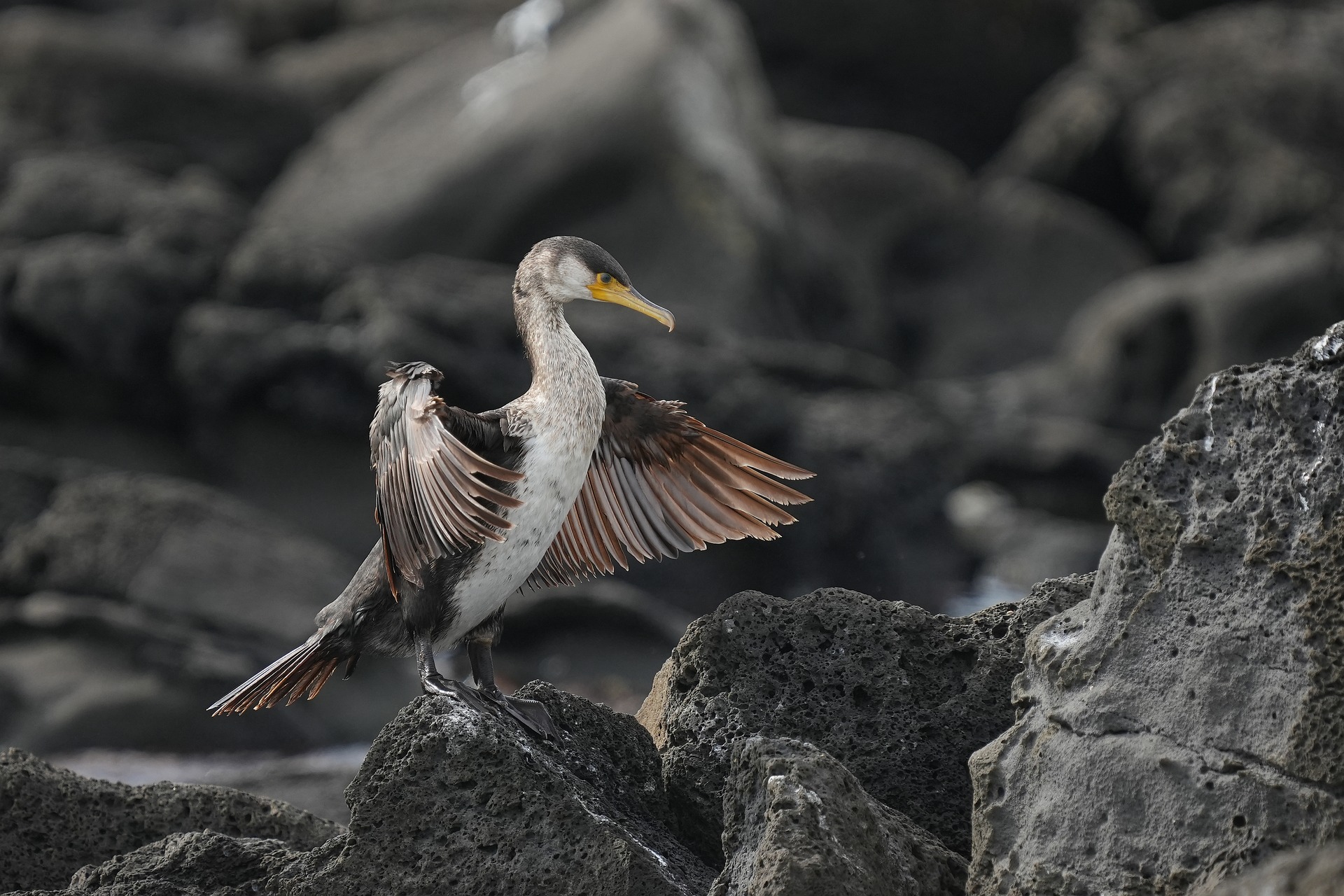 Kormoran mit ausgebreiteten Flügeln 