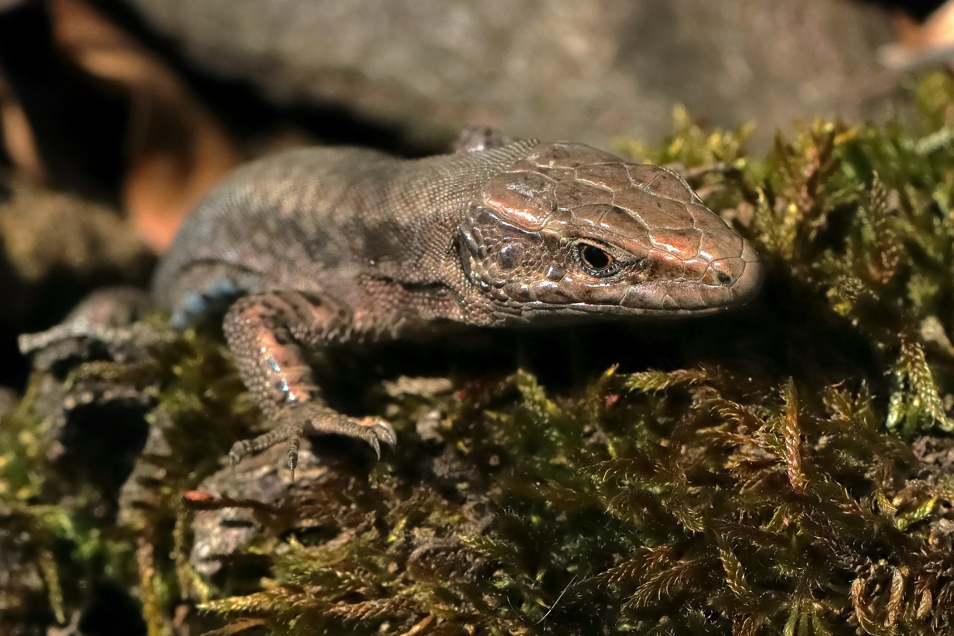Silbermöwe