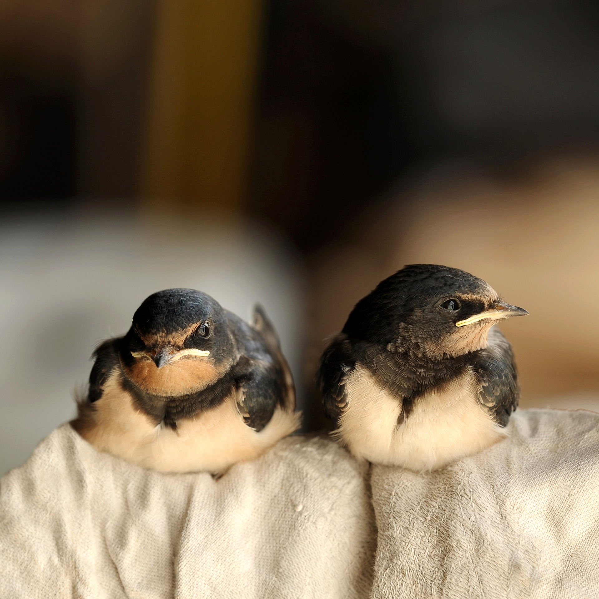 Stockente 