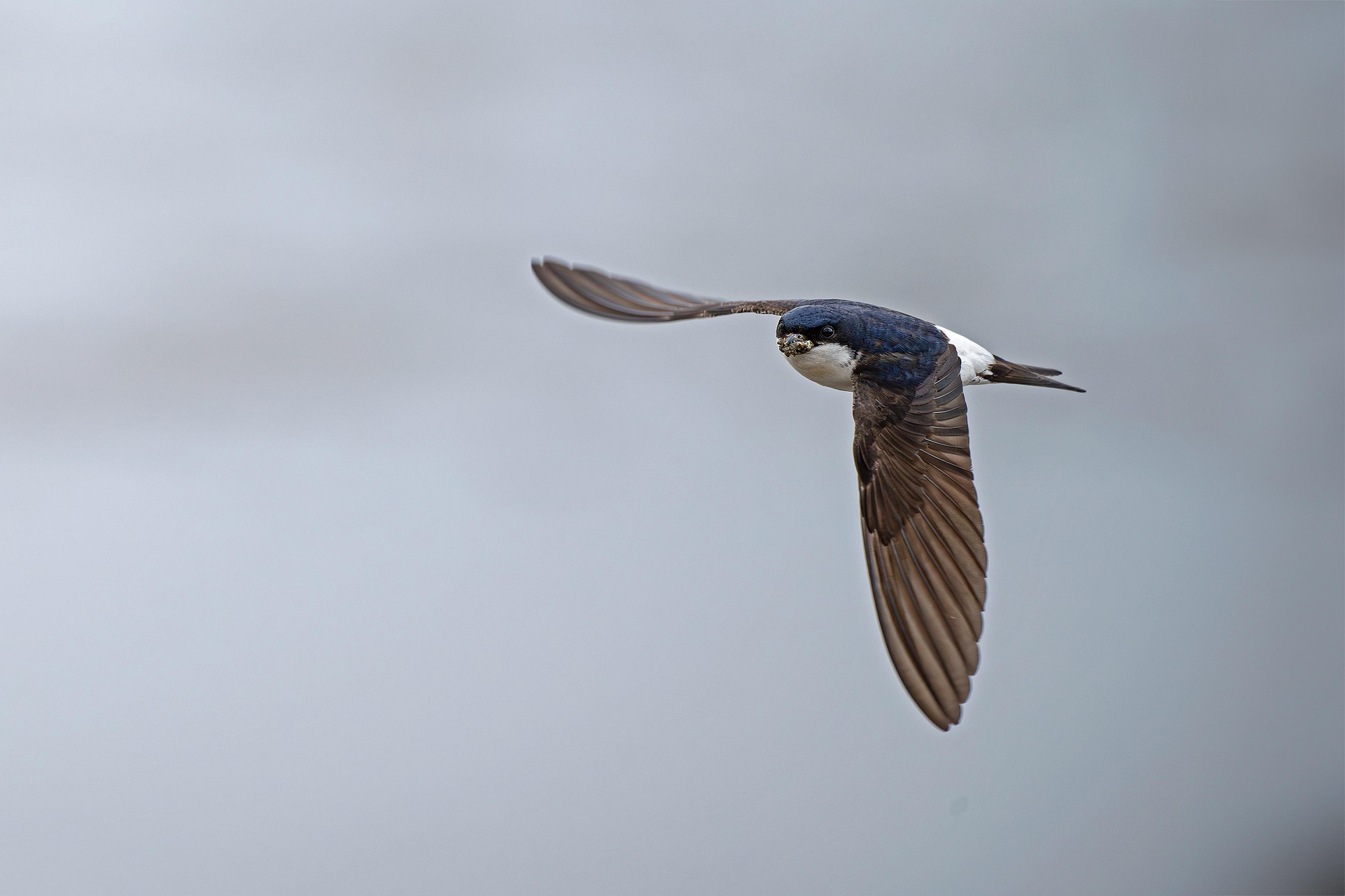 Pixabay / Schwalbe im Flug Erpel