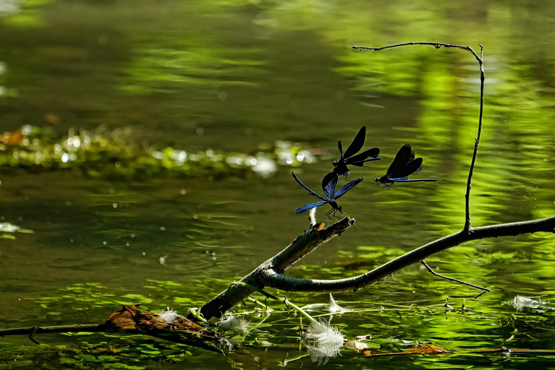 Libellen Teich 