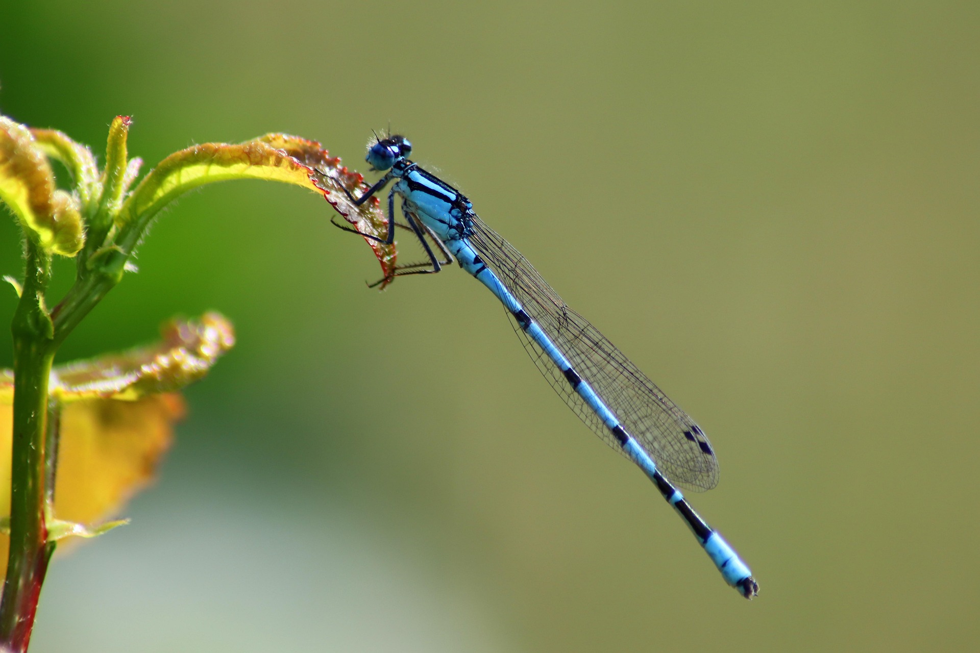 Libelle