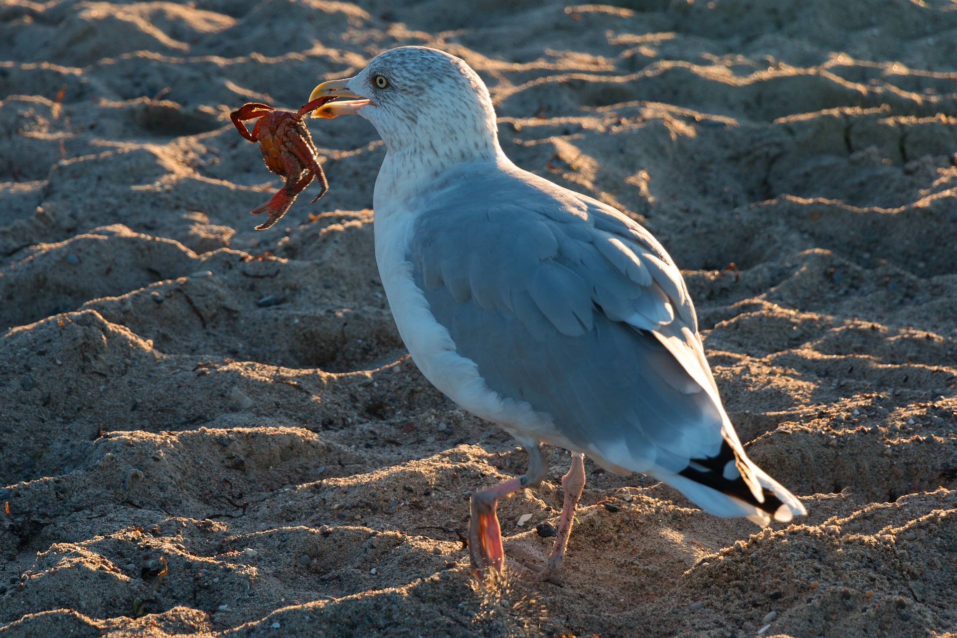 Möwe mit Krebs
