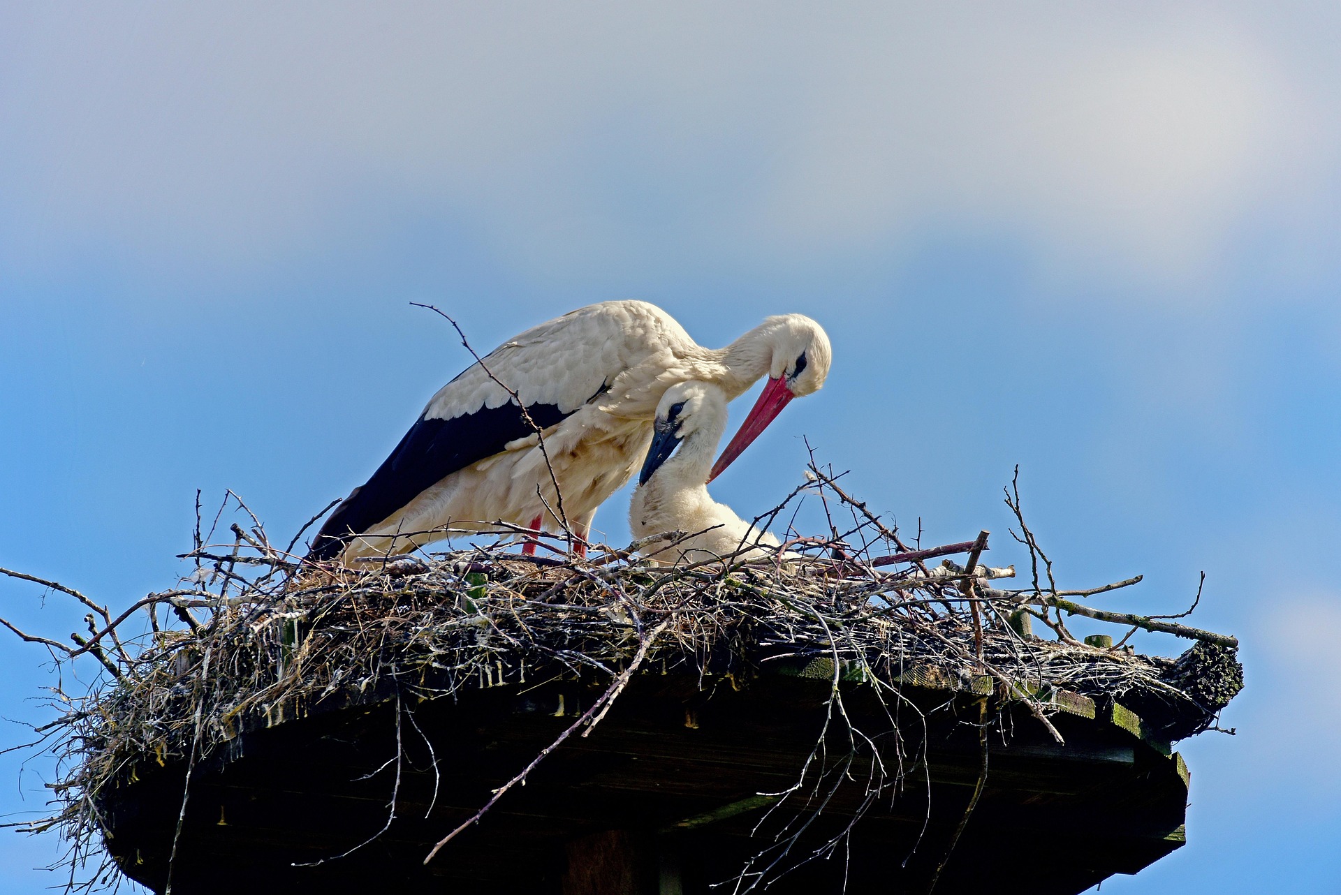 Pixabay / Weißstorch Weißstorch