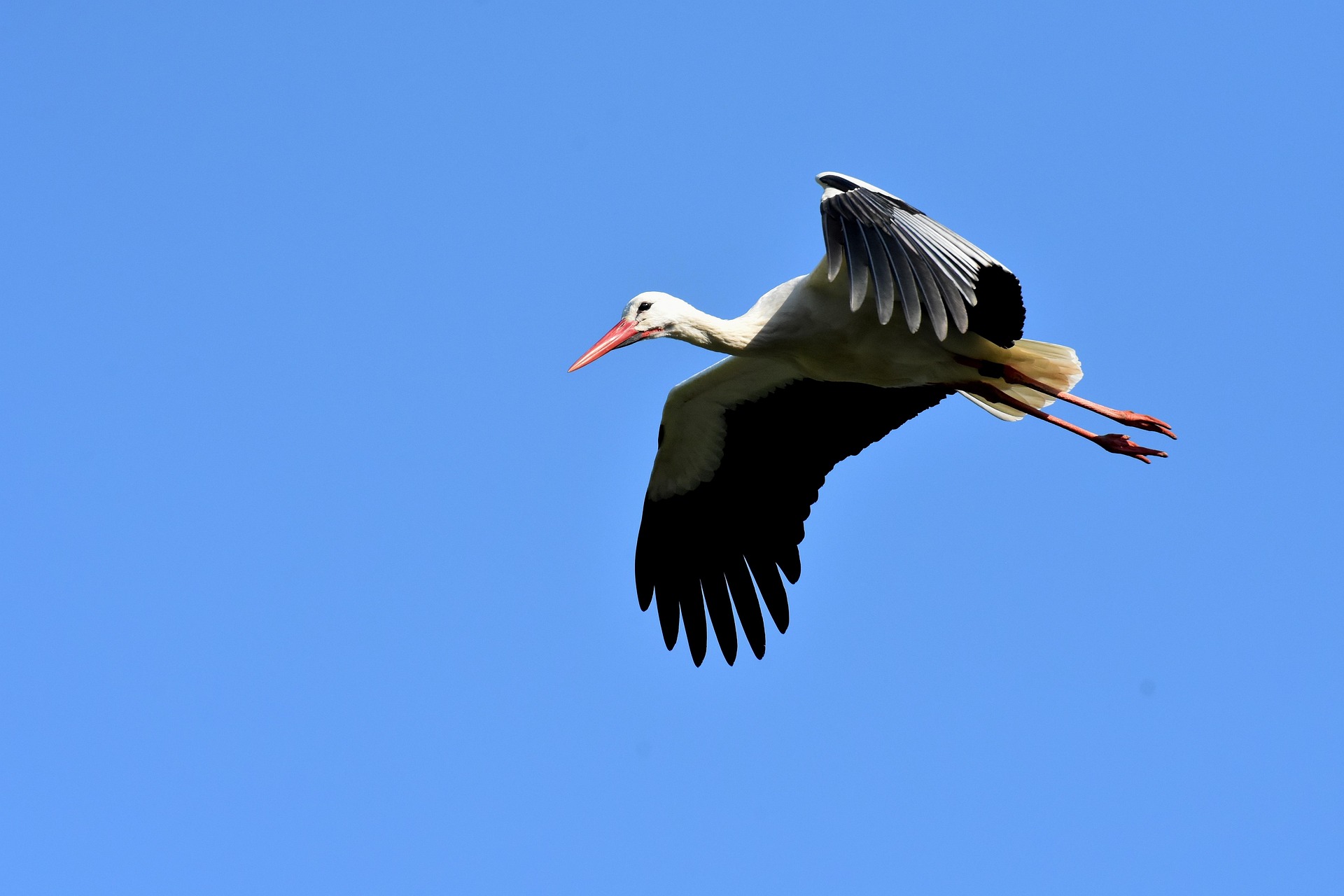 Pixabay / Weißstorch Weißstorch