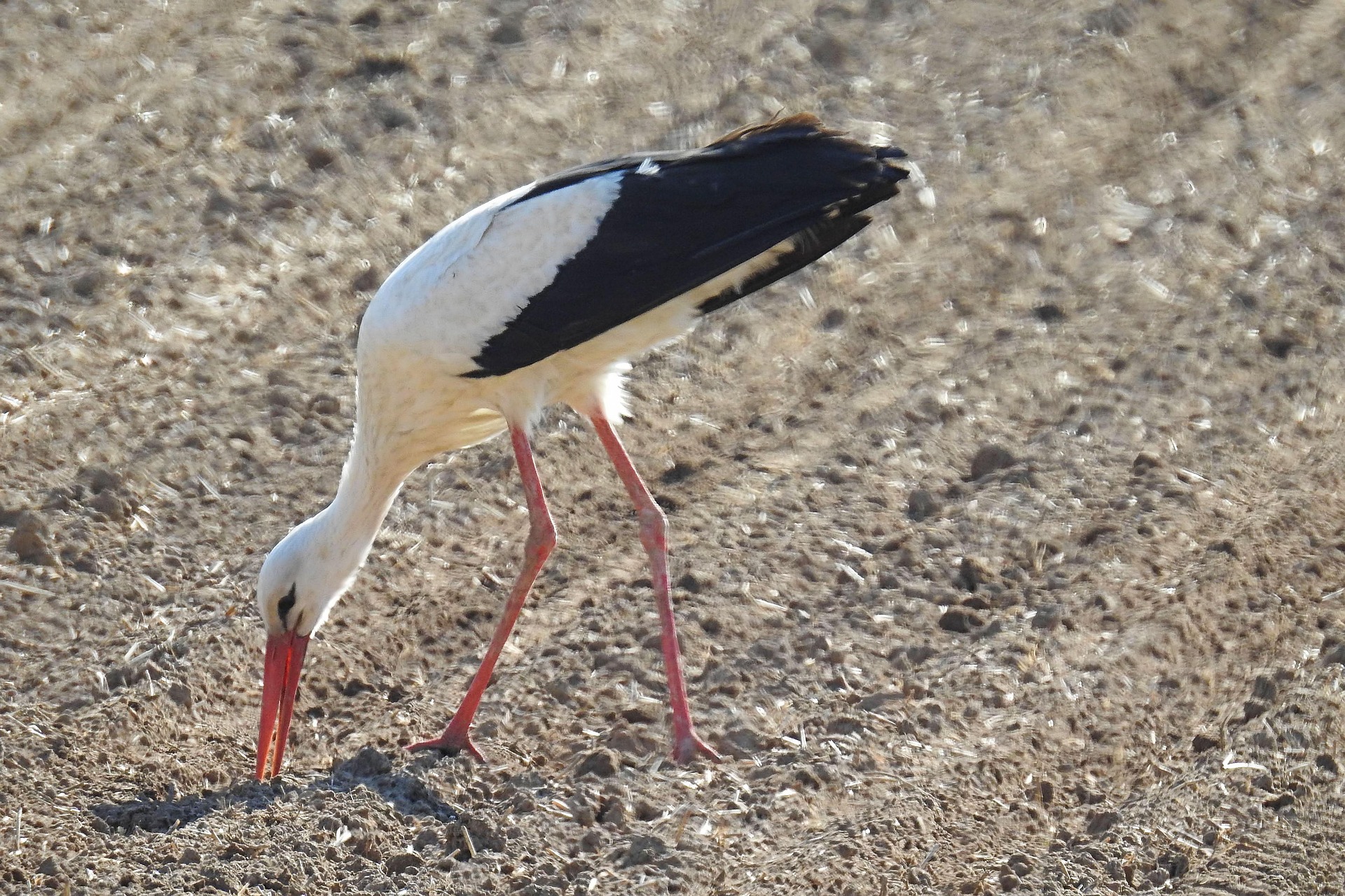 Pixabay / Weißstorch Weißstorch