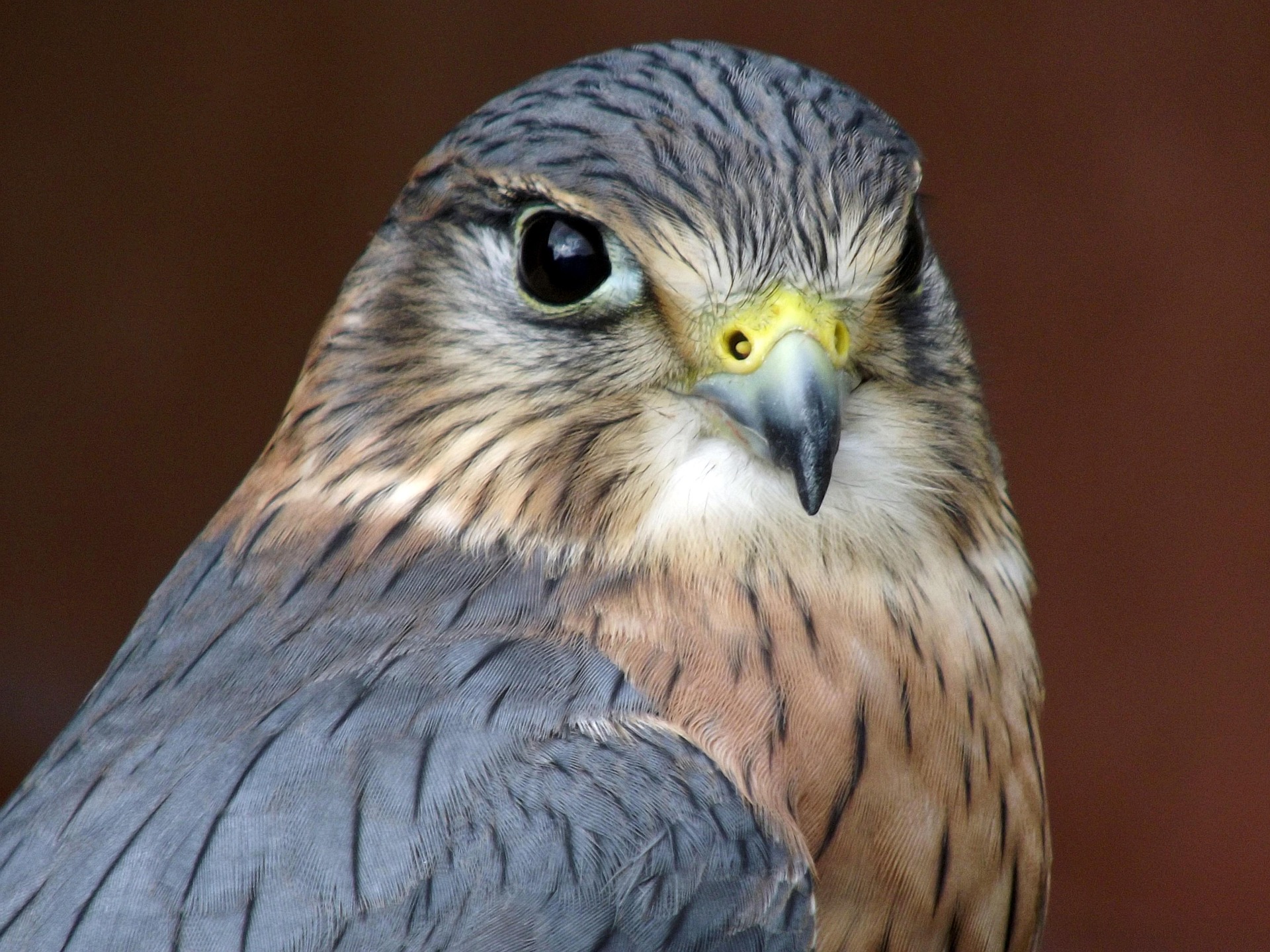Merlin
