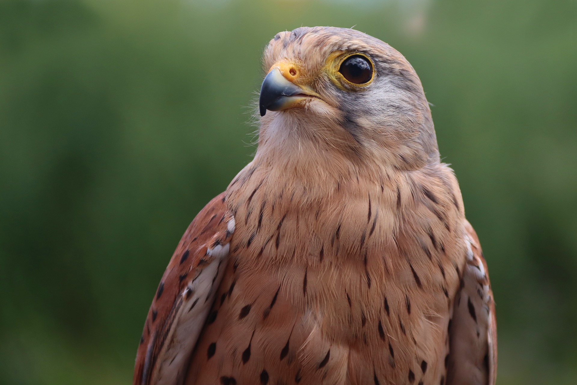 Turmfalke