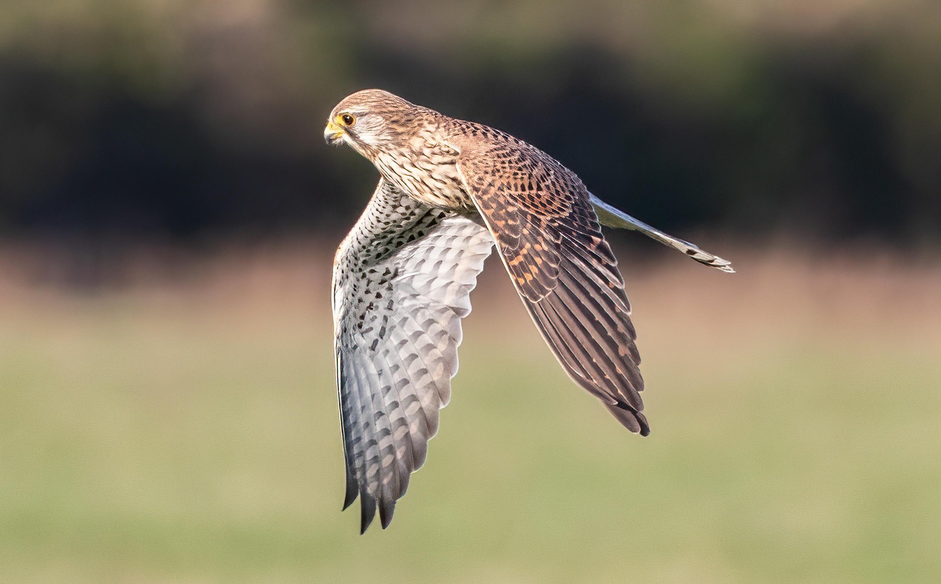 Turmfalke