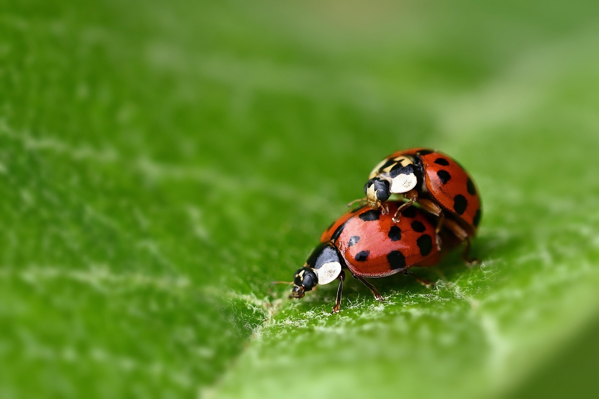 Pixabay / Marienkäfer Marienkäfer