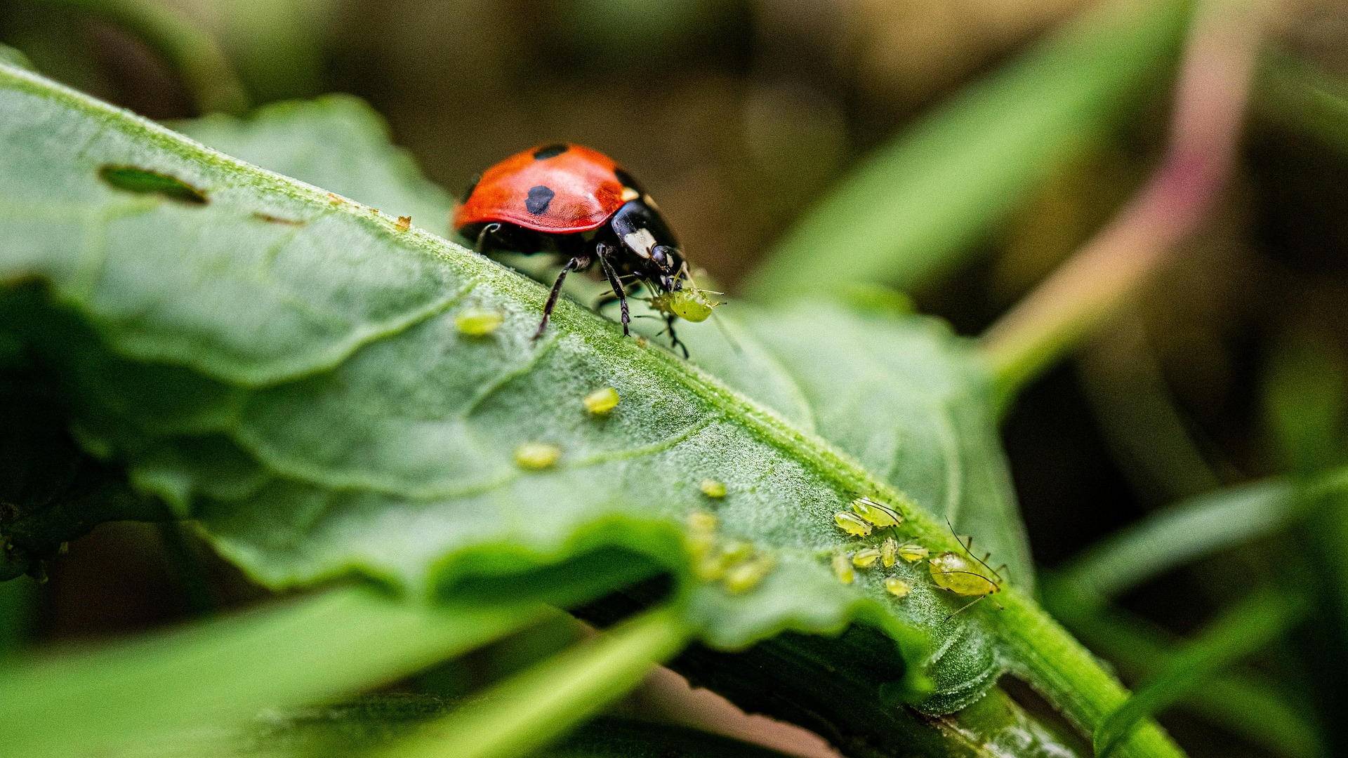 Pixabay / Marienkäfer Marienkäfer