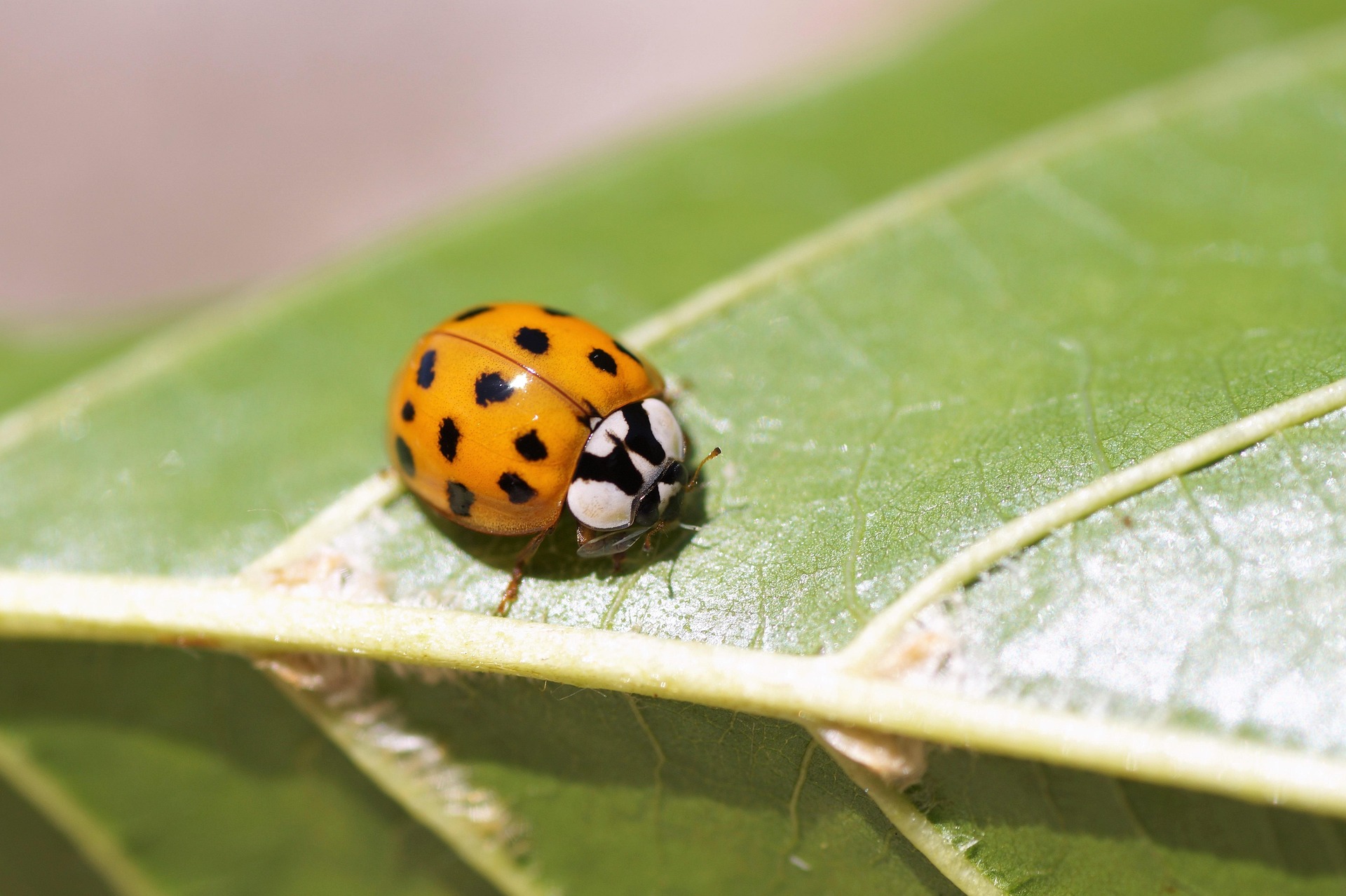 Pixabay / Asiatischer Marienkäfer Asiatischer Marienkäfer