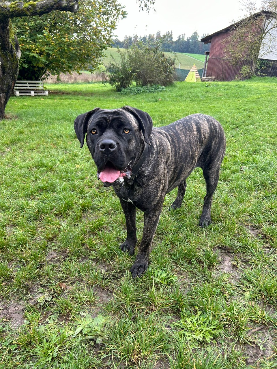 Diva (Cane Corso)