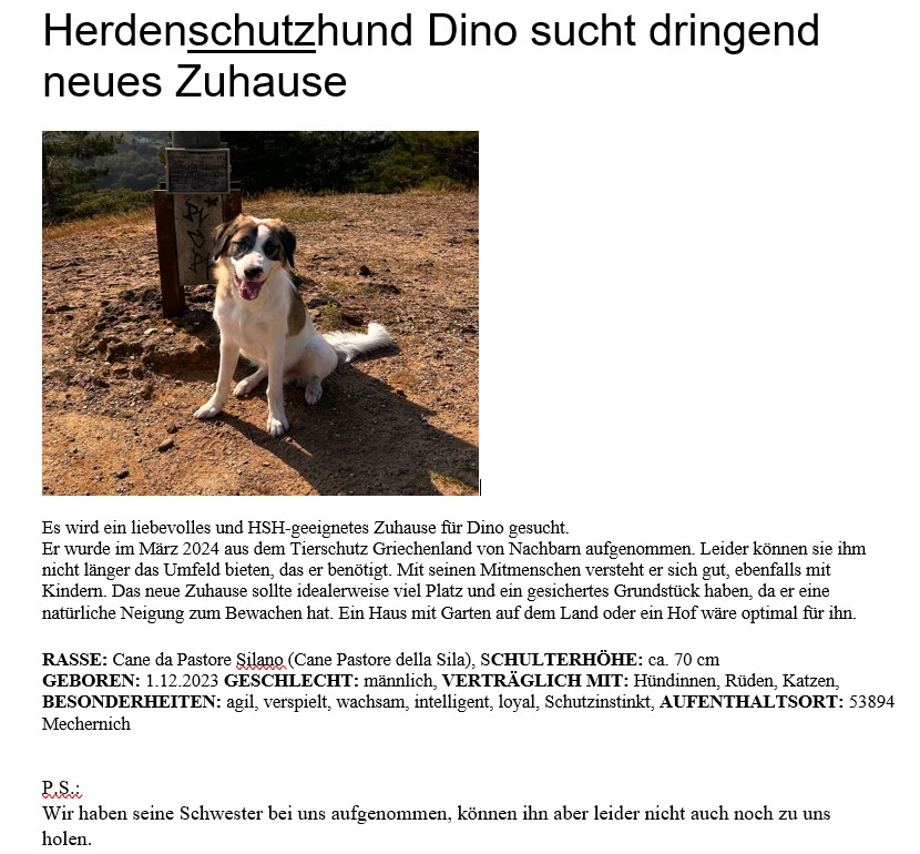 Dino sucht ein neues Zuhause