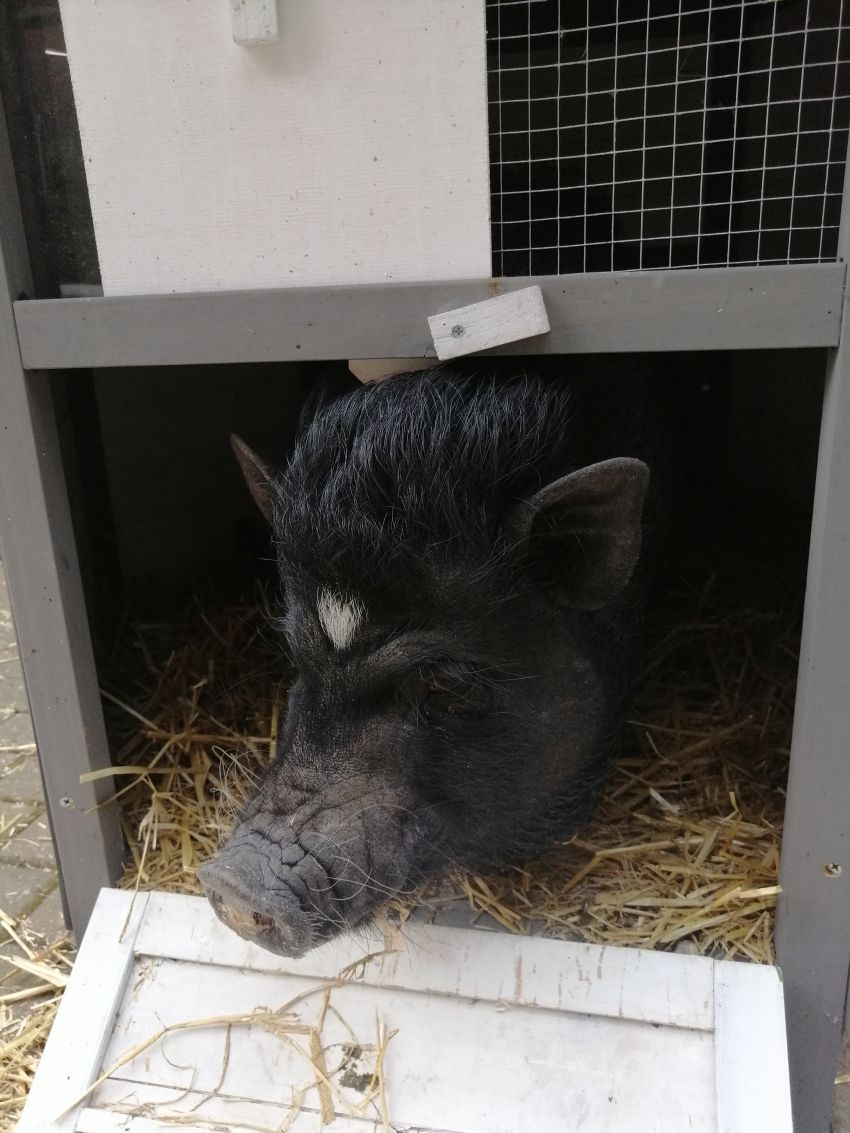 Minischwein Urmel sucht dringend ein Neues Zuhause