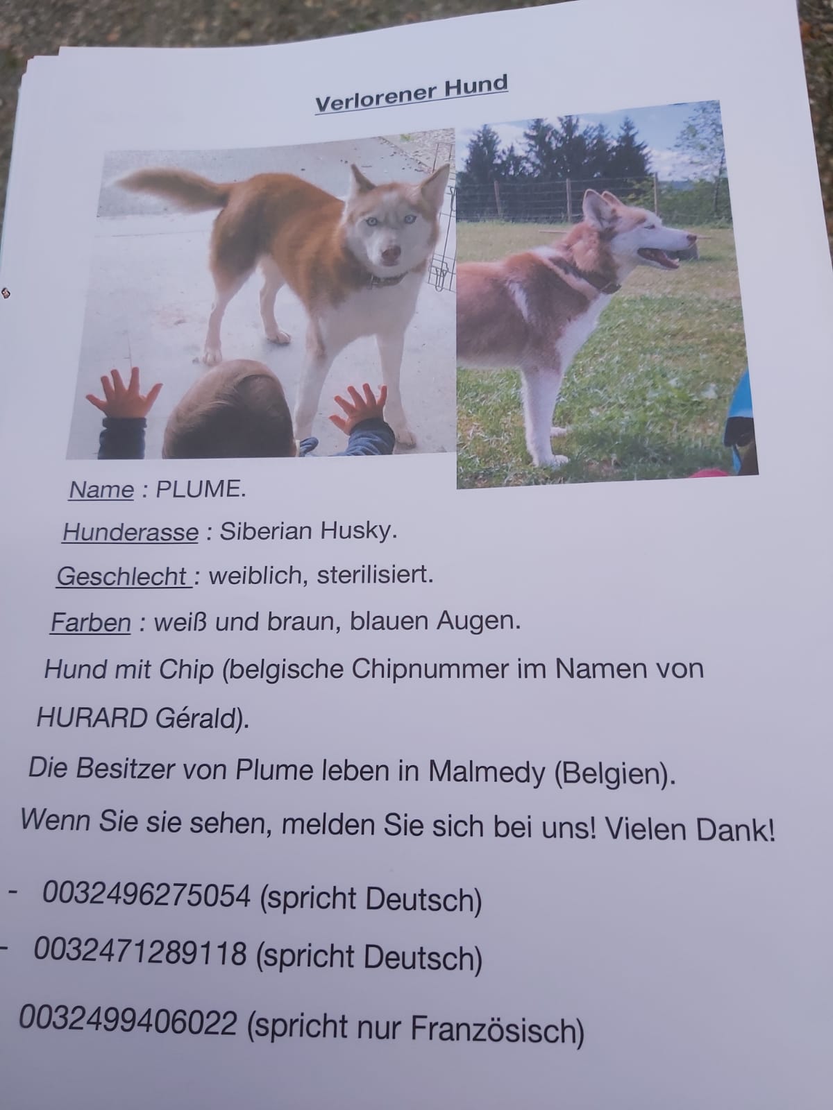 Vermisst in Belgien (Hund evtl. in Kall gesichtet)