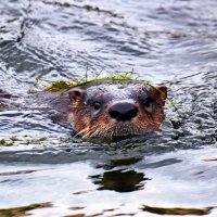 Akrobat im Wasser: der Fischotter