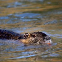 Wasserakrobat Nutria