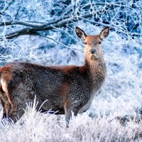 Hirsch im Schnee