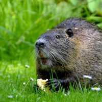 Nutria im Gras