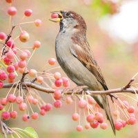 Beeren - wichtige Nahrungsquelle