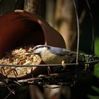 Wildvögel richtig füttern