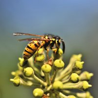 Wespe in einer Blüte