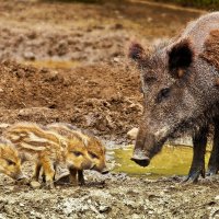 Bache unterwegs mit ihren Frischlingen