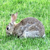 Feldhase im Gras