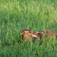 Feldhase geduckt in seiner Sasse