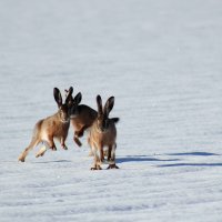 Feldhasen im Schnee